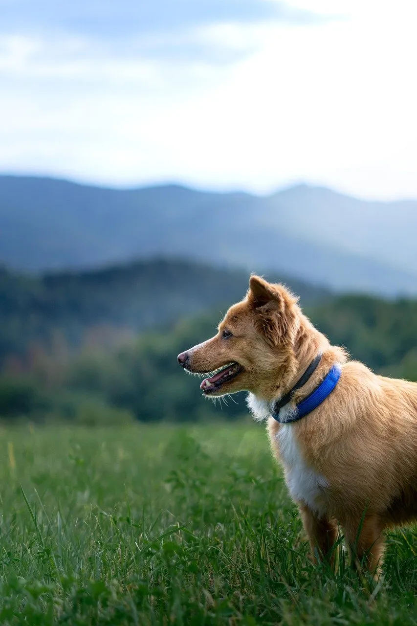 Perro con collar azul en el exterior